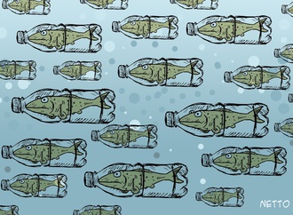 
                                                            roberto netto brazil 15