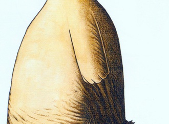 
                                                            musa gumus turkey