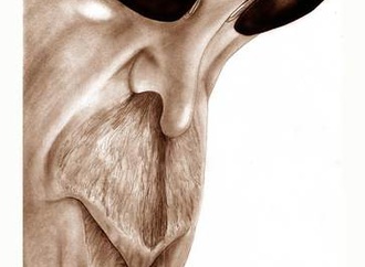 
                                                            oktay bingol turkey 41