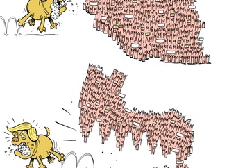 
                                                            sajad jafari 15