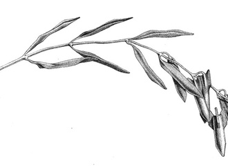 
                                                            paolo dalponte italy 72