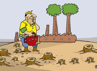 
                                                            j bosco brazil 16
