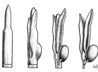 
                                                            paolo dalponte italy 133