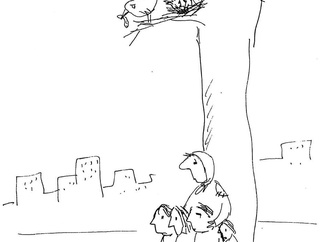 
                                                            masoud ziaei zardkhashoei15