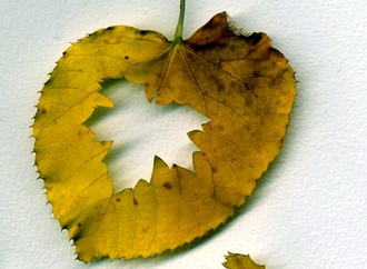 
                                                            necdet yilmaz turkey 85