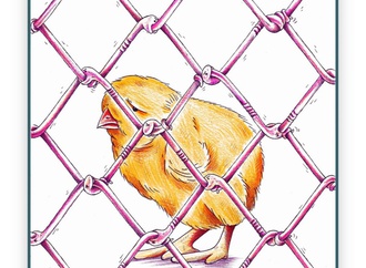 
                                                            mohammad huossein akbari 8