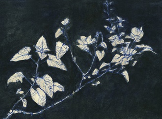 
                                                            audrey benjaminsen usa 36