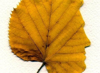 
                                                            necdet yilmaz turkey 93