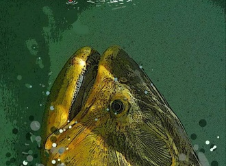 
                                                            roberto netto brazil 56