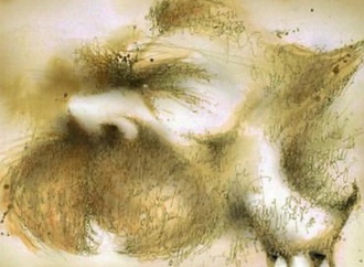 
                                                            camilo riani22
