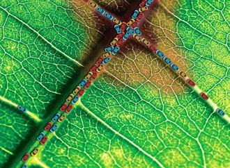 
                                                            alireza nosrati iran copy