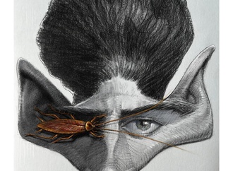 
                                                            dalcio machado 21