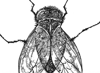 
                                                            oswaldo miran brazil 71