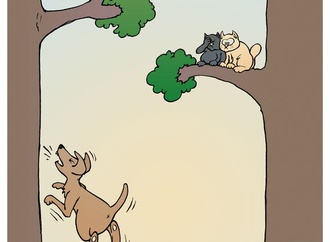 Barking up the wrong tree