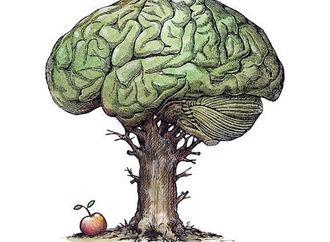 Fruit of the brain