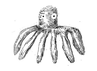 didier levy 27