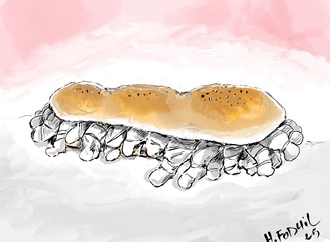fodil hakem2