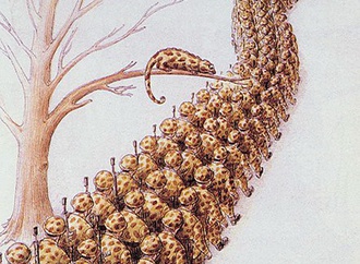 gurbuz dogan eksioglu turkey 127