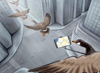 Migrating Birds