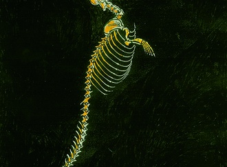 erdogan basol turkey2