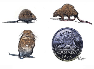 
                                                                                                  Michael DE Adder - Canada