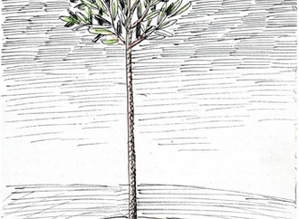 gurbuz dogan eksioglu turkey 265