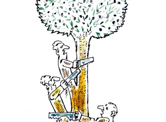olive contest5