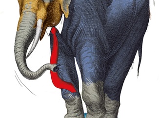 luc descheemaeker belgium 2