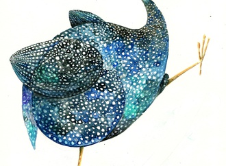 biry sarkis brazil 96