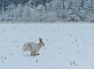 quint buchholz 31