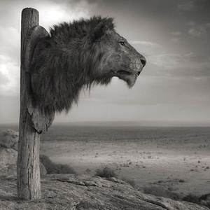 Gallery of photos by Sebastao Salgado-Brazil